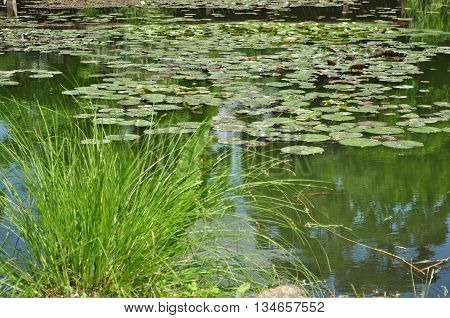 Water lily leaf in a pond close-up