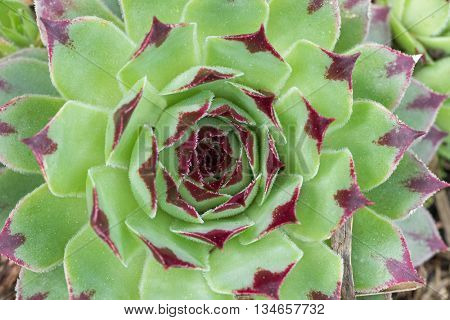 Closeup of Sempervium calcareum succulent plant also called Hen and Chicks green wheel with red purple tips