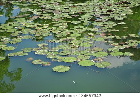 Water lily leaf in a pond close-up