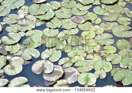 Water lily leaf in a pond close-up