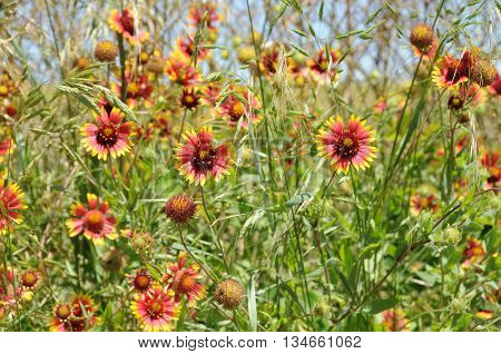 Wild flowers in a field in Texas