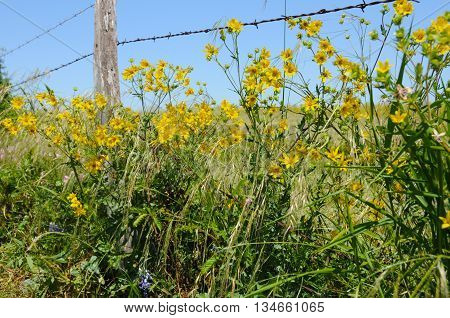 Yellows around a barbed wire fence in Texas.