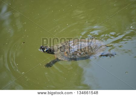 Jewelry turtle swimming on the clear water