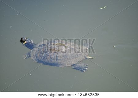 Jewelry turtle swimming on the clear water