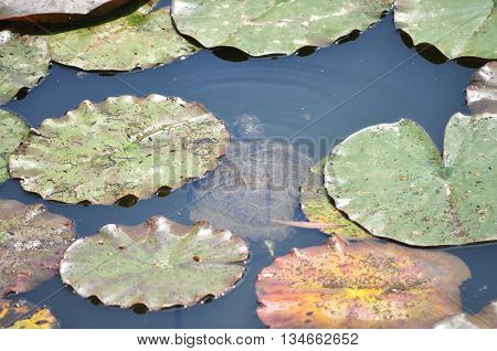 Jewelry turtle swimming underwater and under the water lily at public park