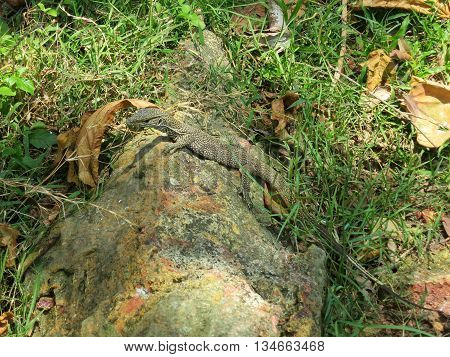 Waran lizard in rocks and grass, Sri Lanka