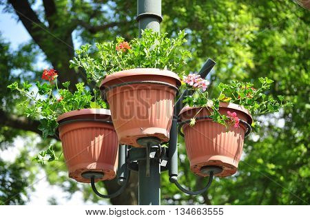 Urban flower pot on the power line