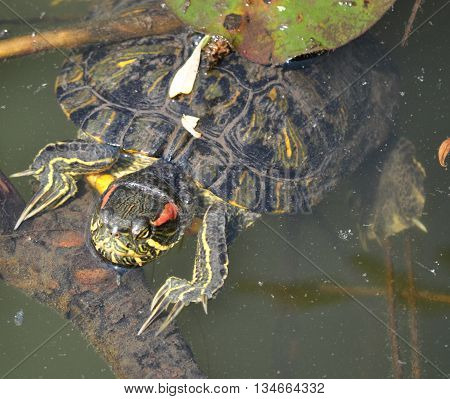 Jewelry turtle watching on the branch and take a resting