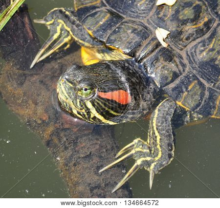 Jewelry turtle watching on the branch and take a resting