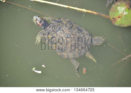 Jewelry turtle swimming on the clear water