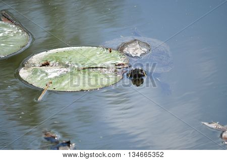 Jewelry turtle watching near the water lily leaf