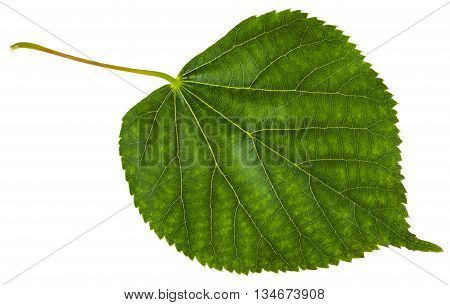Green Leaf Of Tilia Cordata Tree Isolated
