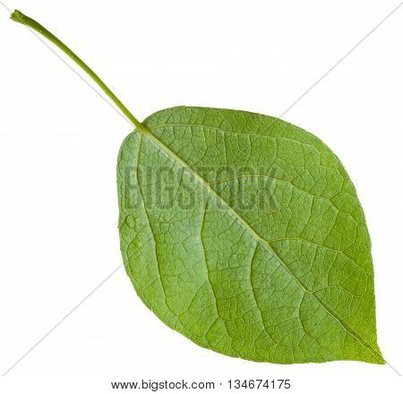Back Side Of Green Leaf Of Populus Canadensis