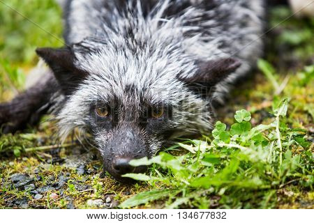 Silver Fox Laying On Ground