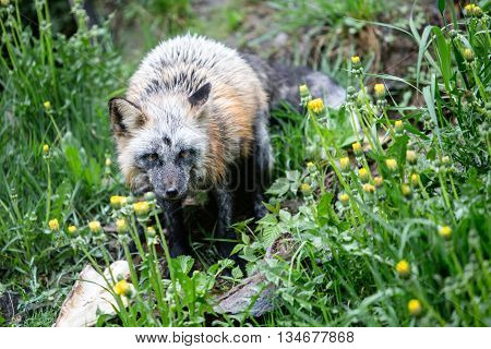 Silver Fox Hunting In Low Grass