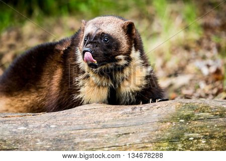 Wolverine Licking His Lips And Nose
