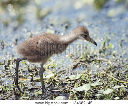 Limpkin Chick in Florida Wetlands