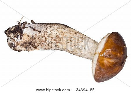 Birch Bolete Leccinium scabrum macro isolated on white background