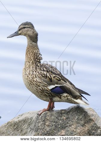 Female mallard Anas platyrhynchos standing on stone closeup portrait with bokeh background selective focus shallow DOF