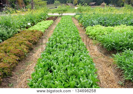 many kind of fresh vegetables in farm