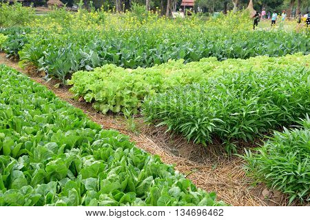 many kind of fresh vegetables in farm