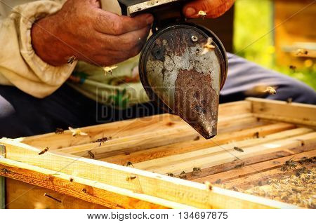 Smoker beekeepers tool to keep bees away from hive Apiculture