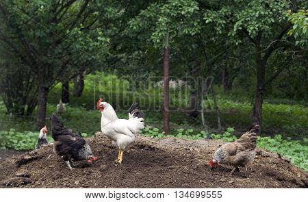 Rooster and hens on the rural farm