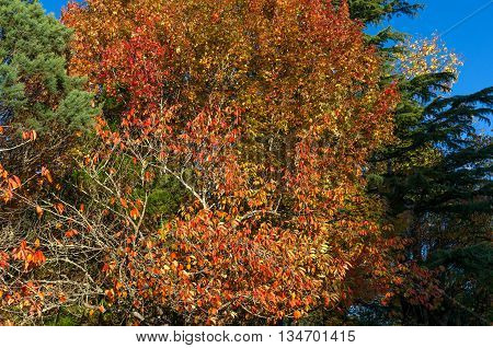 Autumn tree with red yellow and orange leaves with green pines and blue sky on the background. Red foliage of fall season