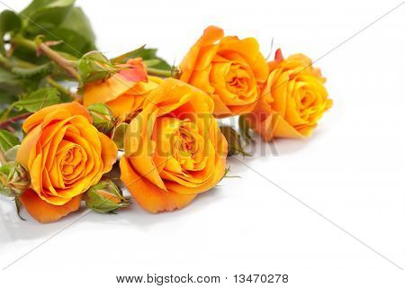 Rose arancio