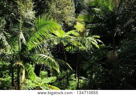 Rayol Canadel sur Mer France - april 18 2016 : the estate Rayol garden in spring