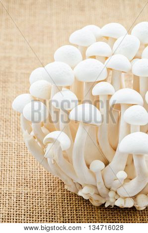Close up Bunch of white bunapi beech mushroom on sack background.