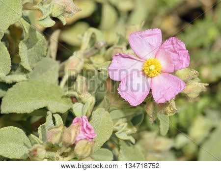 Small-flowered Cistus - Cistus praviflorus Pink Mediterranean Shrub