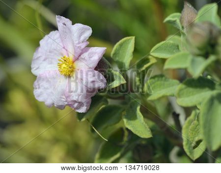 Small-flowered Cistus - Cistus praviflorus Pink Mediterranean Shrub