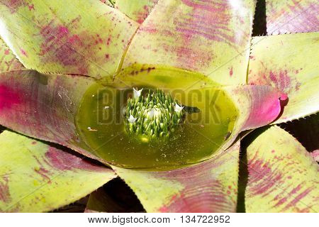 Close photo of Bromelia. Macro Bromeliaceae - green leaves with water