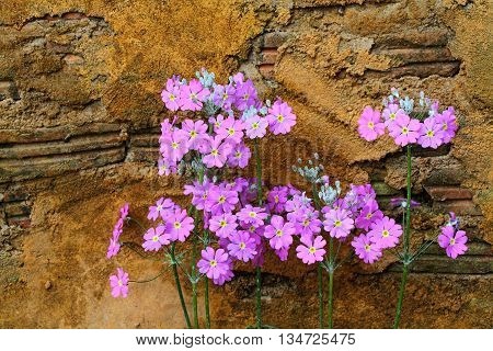 Lunaria Annua Purple flowers on yellow wall background