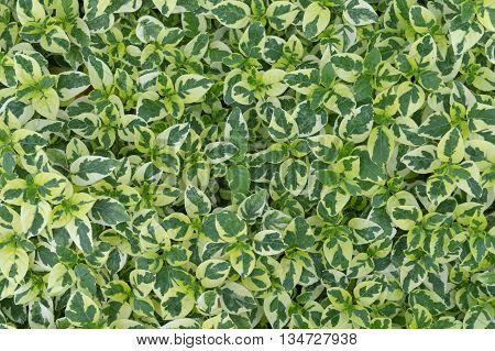 Variegated Chinese violet, Asystasia sp., Family Acanthaceae, Central of Thailand