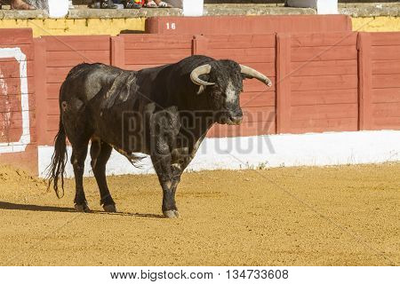 Andujar SPAIN - September 10 2010: Bull about 650 Kg in the sand Andujar Spain