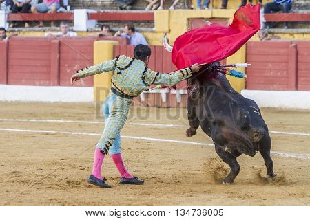 Andujar Spain - September 10 2010: The Spanish Bullfighter El Fundi bullfighting with the crutch in the Bullring of Andujar Spa