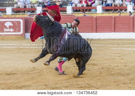 Andujar Spain - September 10 2010: The Spanish Bullfighter El Fundi bullfighting with the crutch in the Bullring of Andujar Spa