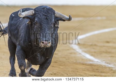 Andujar SPAIN - September 10 2010: Bull about 650 Kg in the sand Andujar Spain