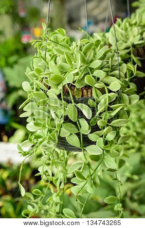 Green creeper plant (Dischidia nummularia Variegata), Close up