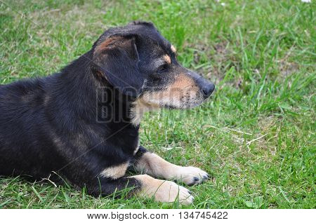 Black Dachshund watching and poseing in front of the camera