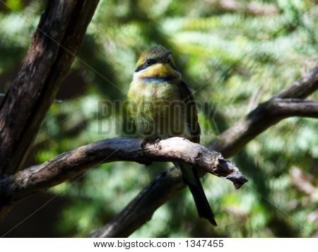 Bee Eater