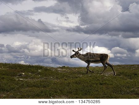 Reindeer on the Swedish mountain plateau Flatruet near Funasdalen
