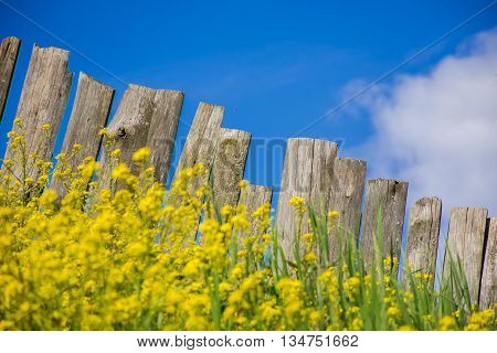 Pastoral views of the flower palisade. Palisade fence is a village full of flowers. Rural life outside the city. Landscape on bright flowers and a wooden fence on a ranch. Pasture for livestock.