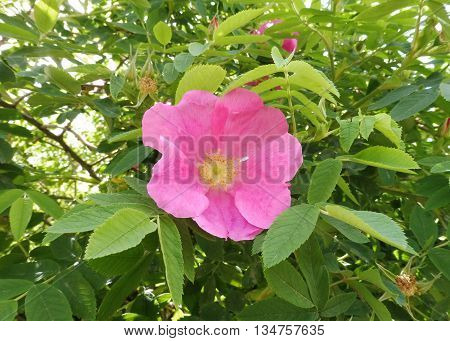 Pink wild rose flower surrounded by leaves.