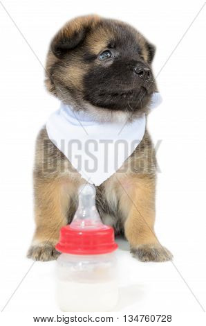 Cute baby of the dogs black and brown sitting beside bottles of milk unhappy on isolated white background