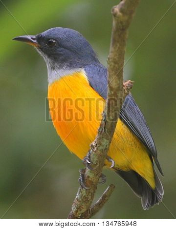 perching male Orange-bellied Flowerpecker, jungle near Songkhla, Thailand