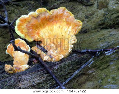 The tree fungus in forest of Mclean near Washington DC 2 May 2016 USA