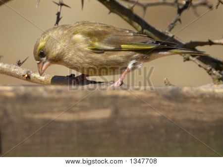 Hungry